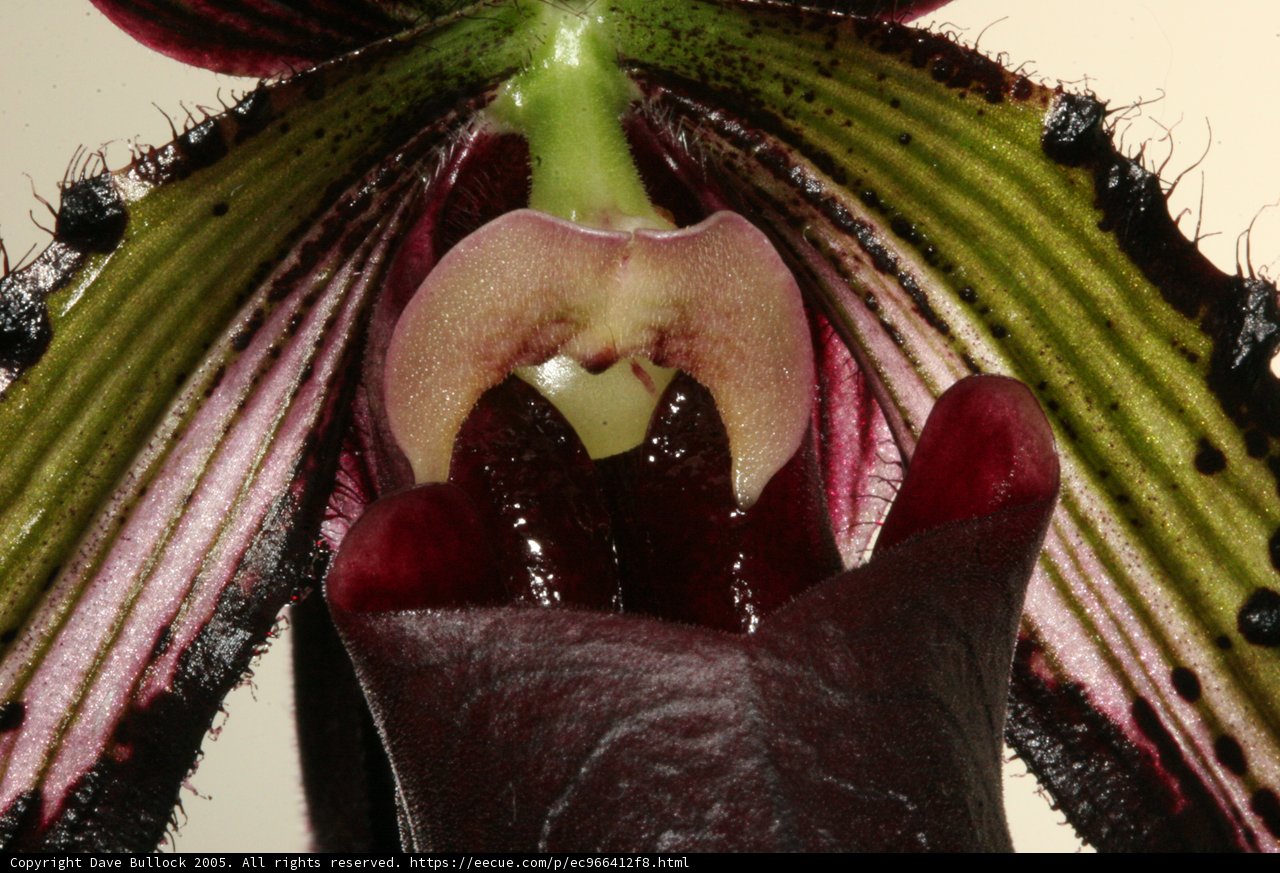 The Alluring Beauty of Orchid's Large Opening