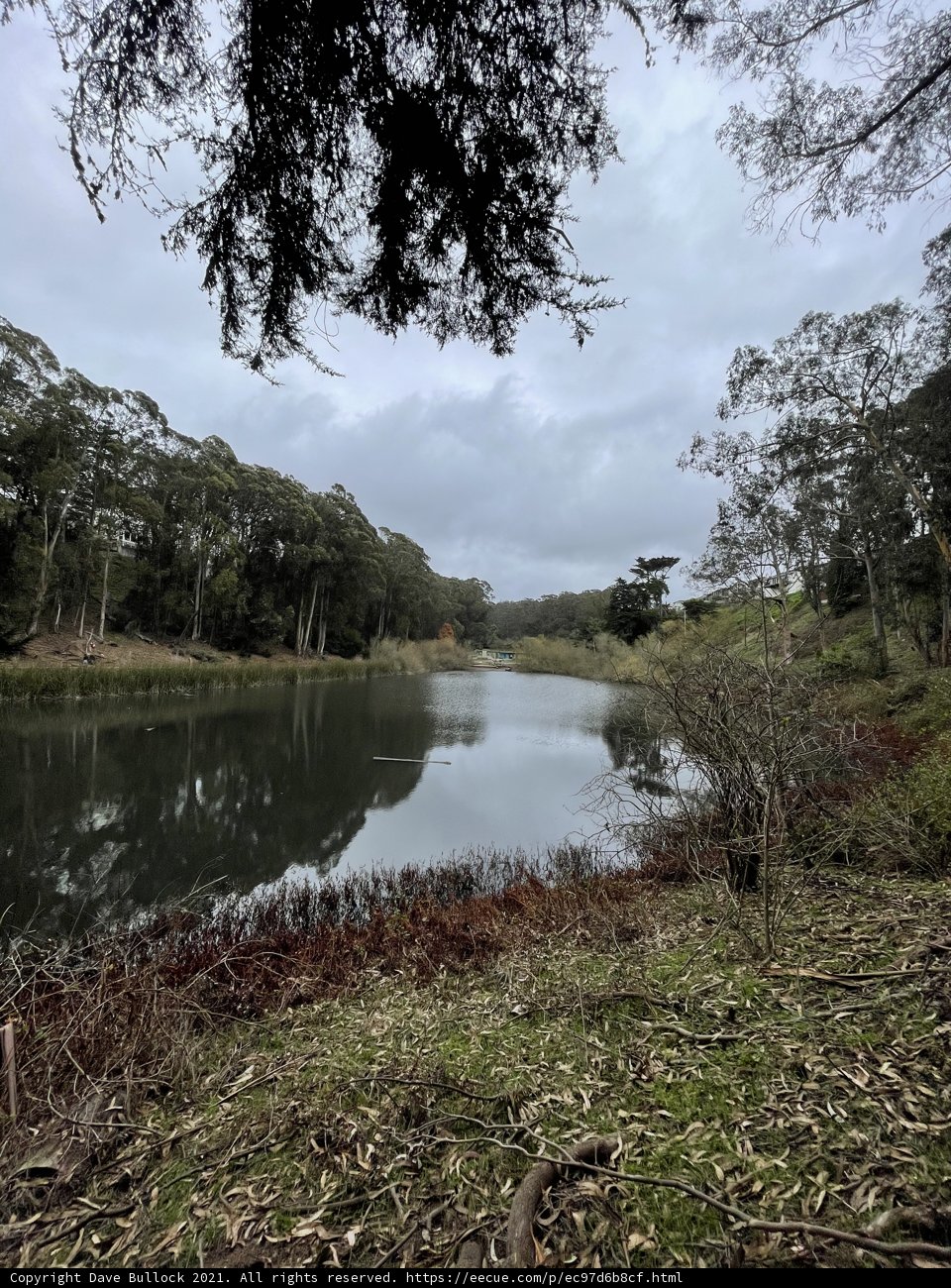 Serene Pine Lake