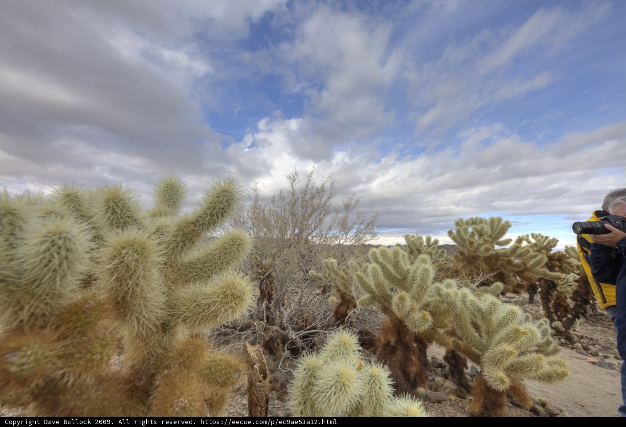 Cactus in the Clouds