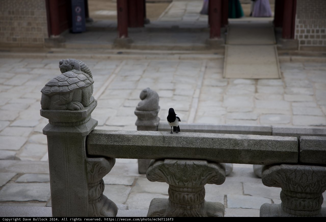 Serene Sentinel in Seoul