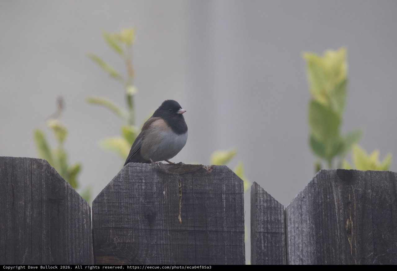Dark-eyed Junco Perched on Weathered Wooden Fence