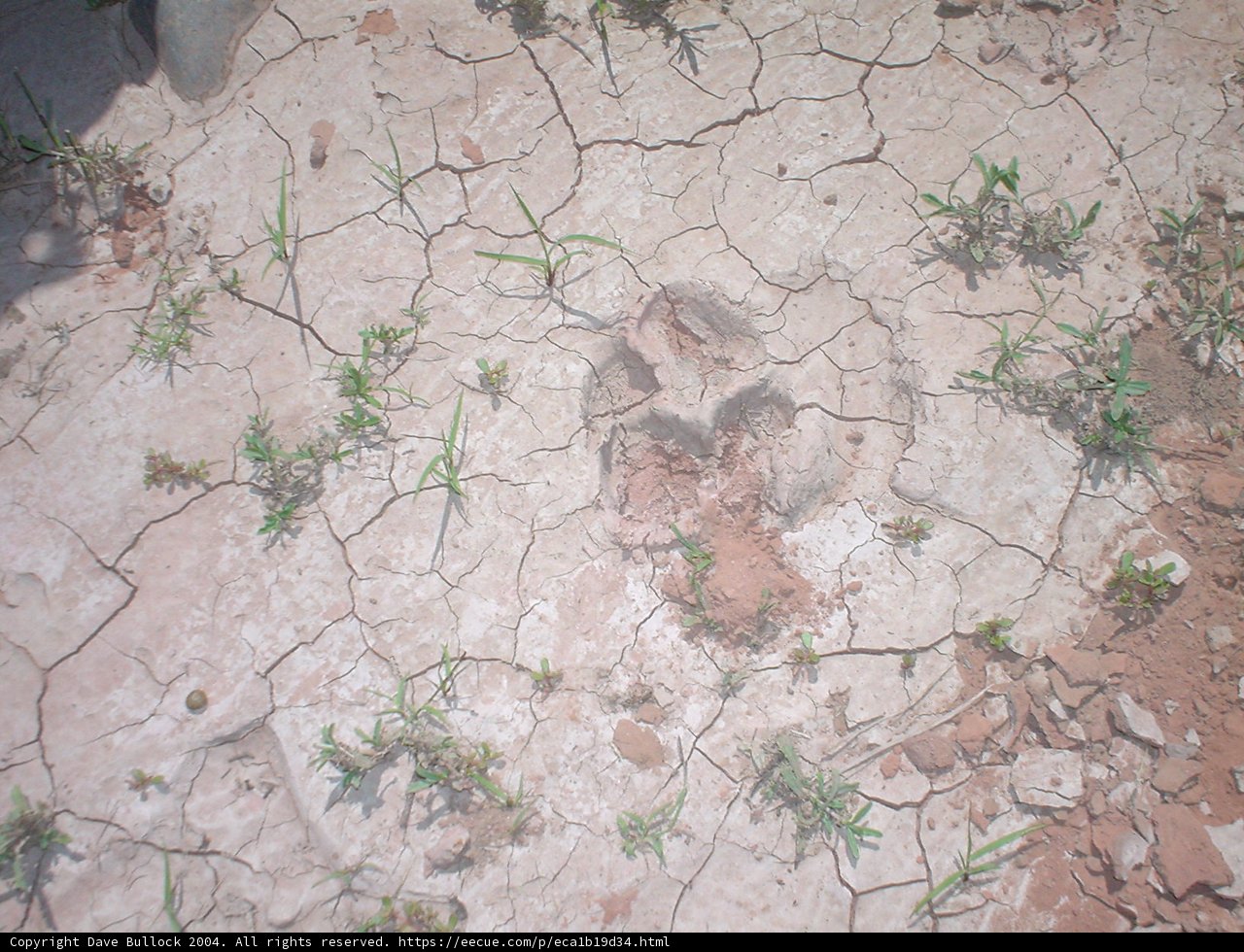 Bear's Footprint on the Path