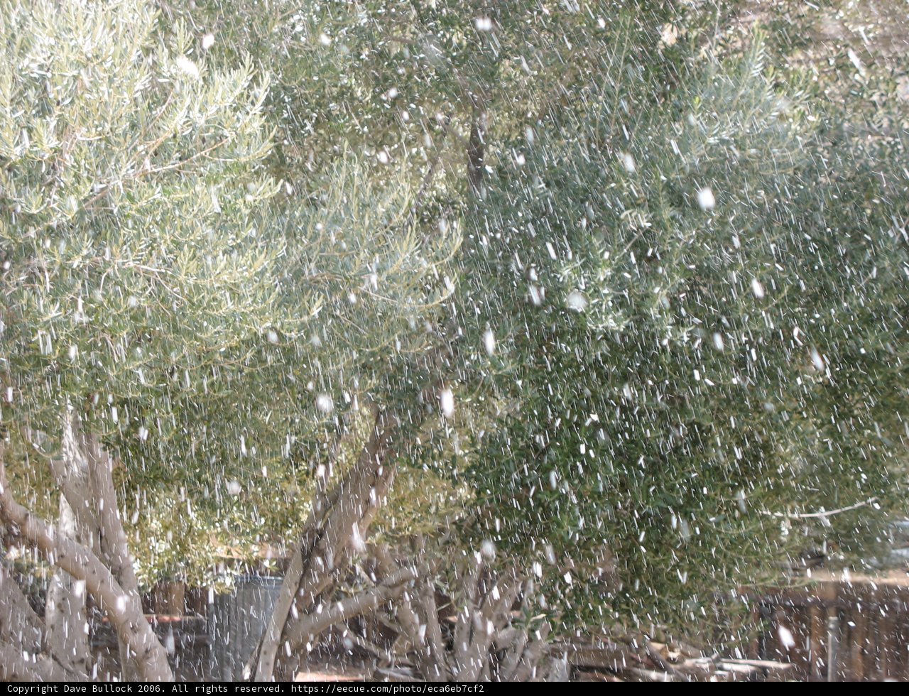 Winter Wonderland