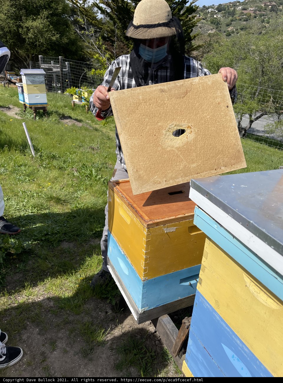 Beekeeping in Carmel