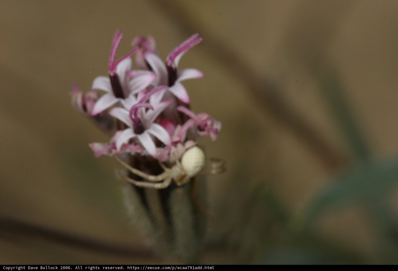 Desert Spider