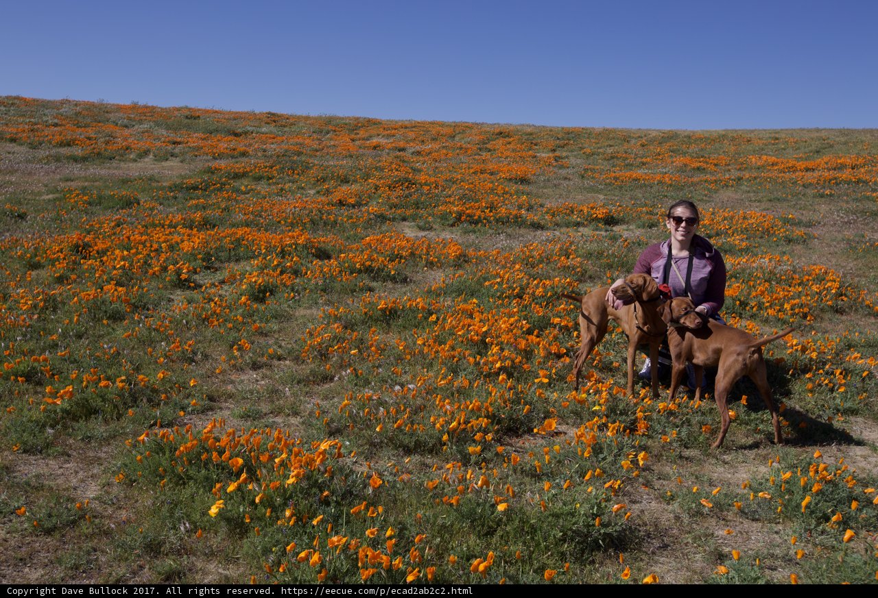 Orange Field Adventure with Cathy and Her Dogs