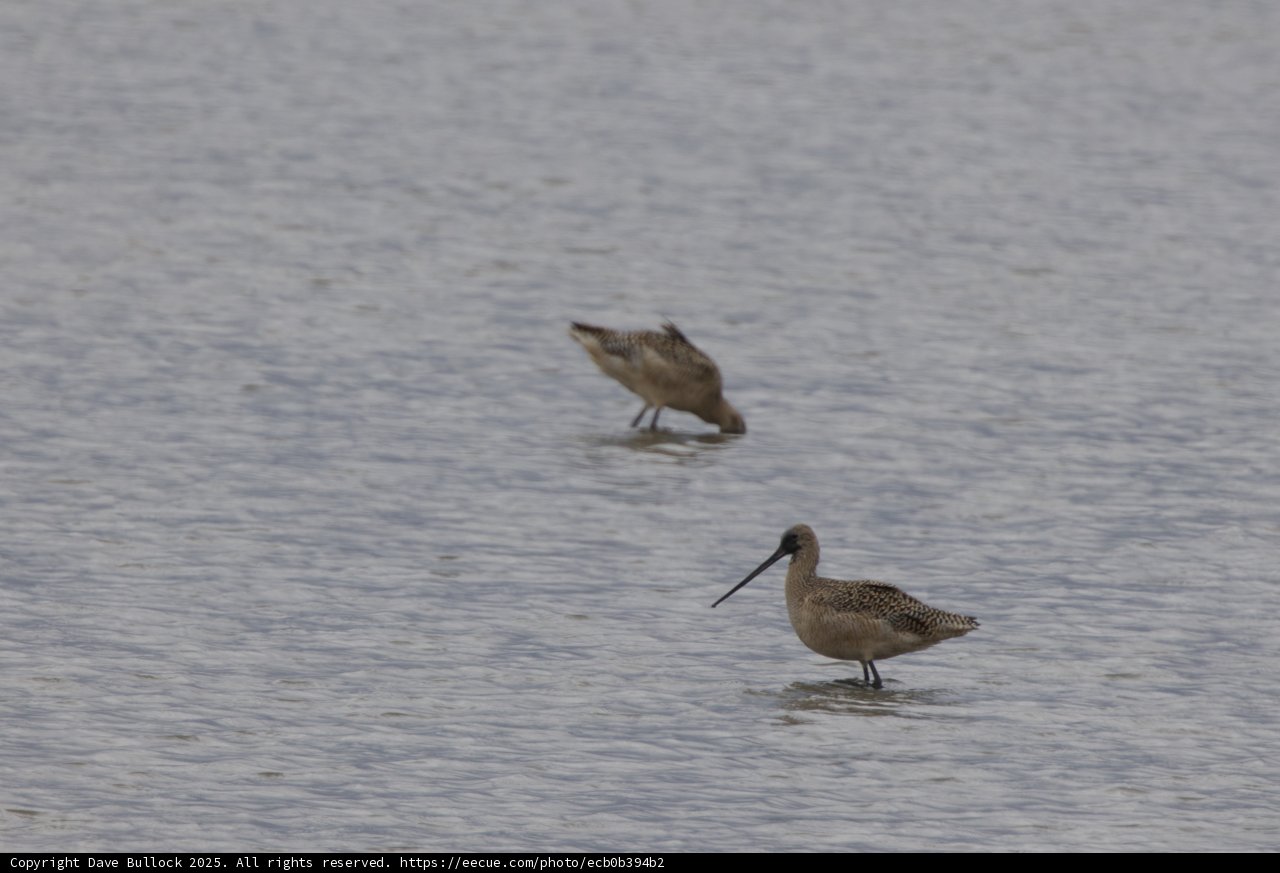 Graceful Sandpipers at San Pablo Bay
