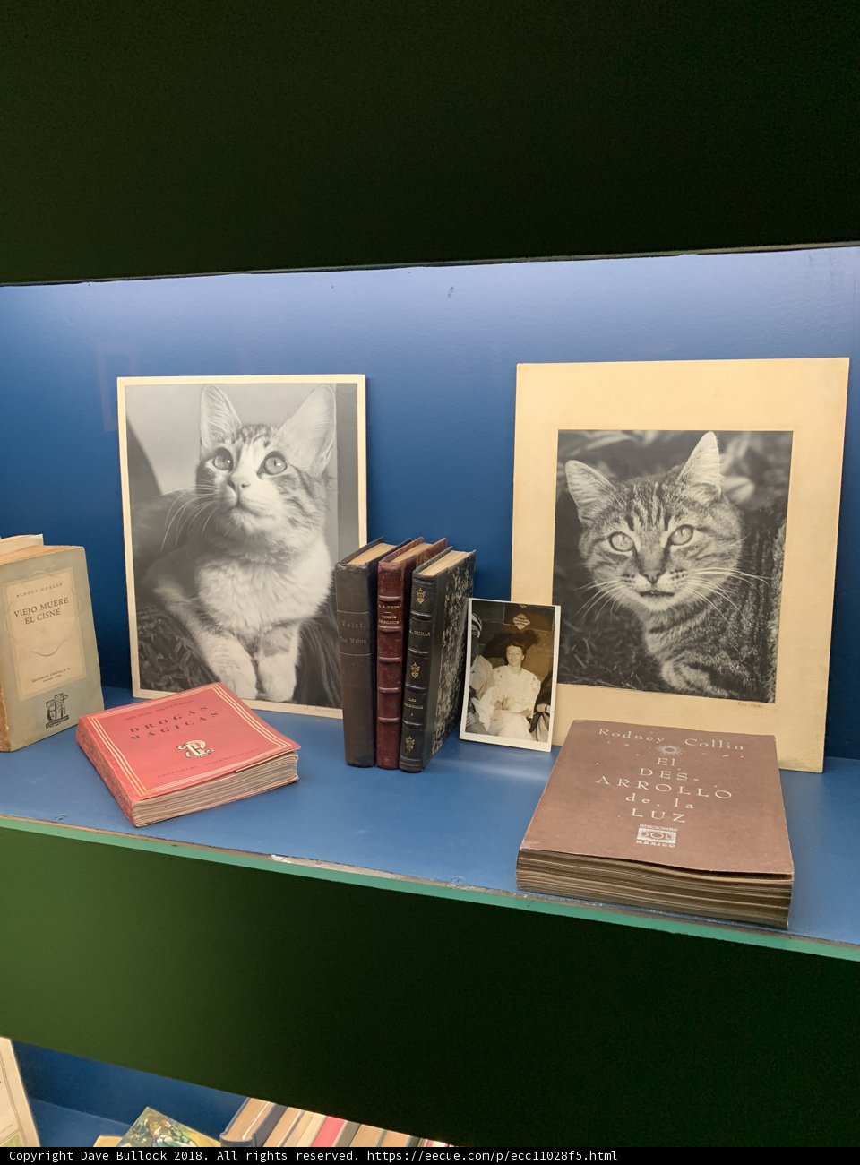 Cats on a Bookshelf