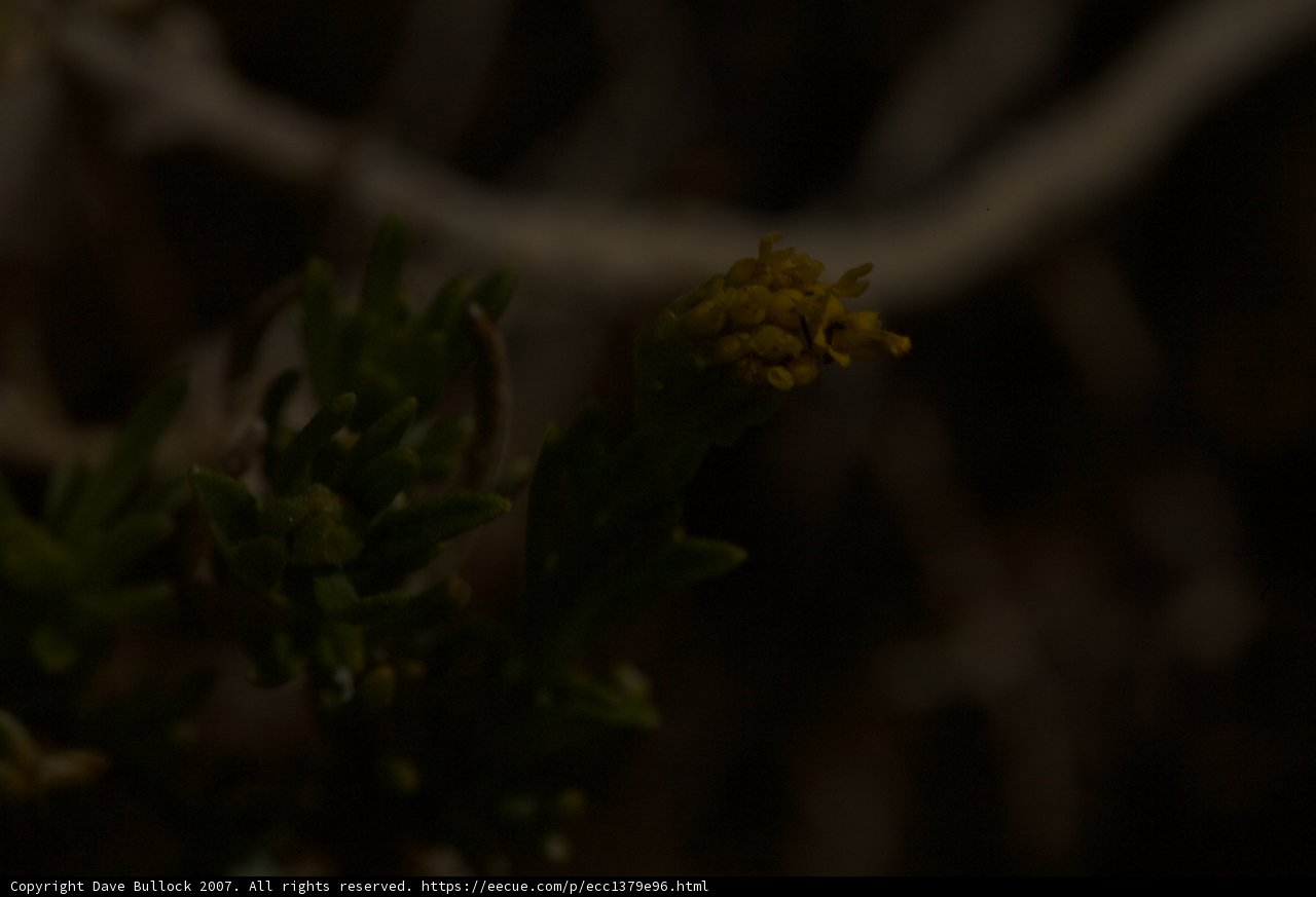 Petite Blossom