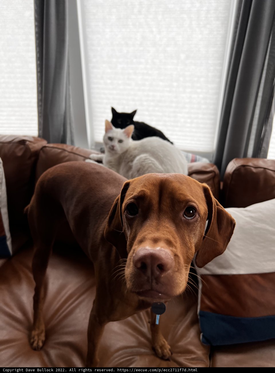 Furry Friends on the Couch