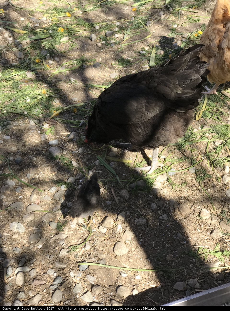 Feathered Friends