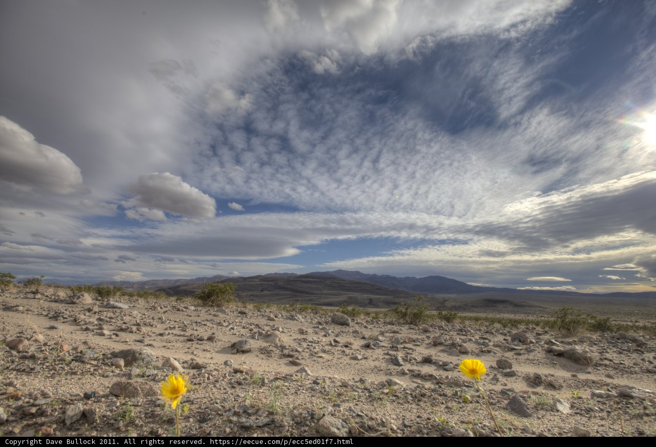 Desert Blossom
