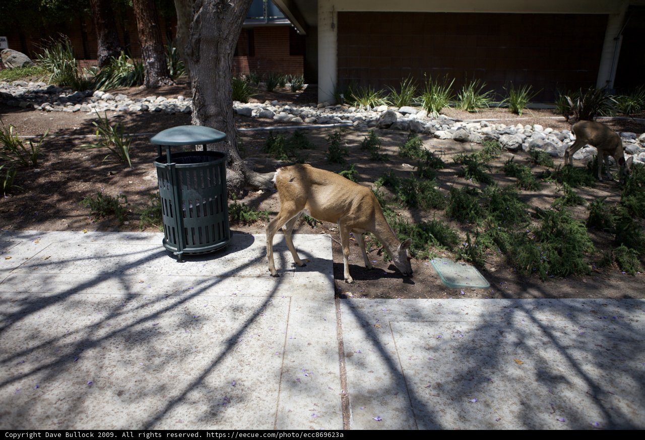 Wildlife in the Park