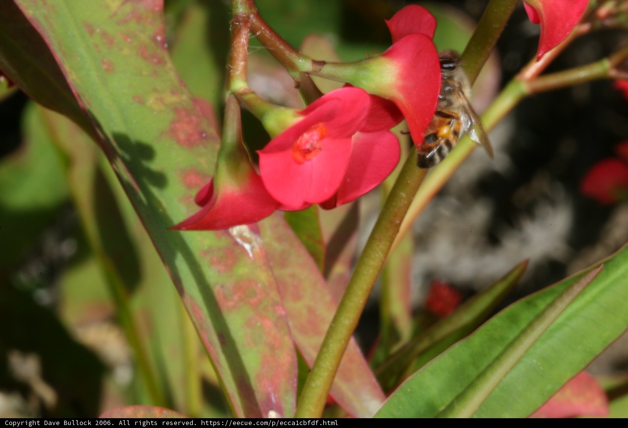 Bee on Red Geranium Flower