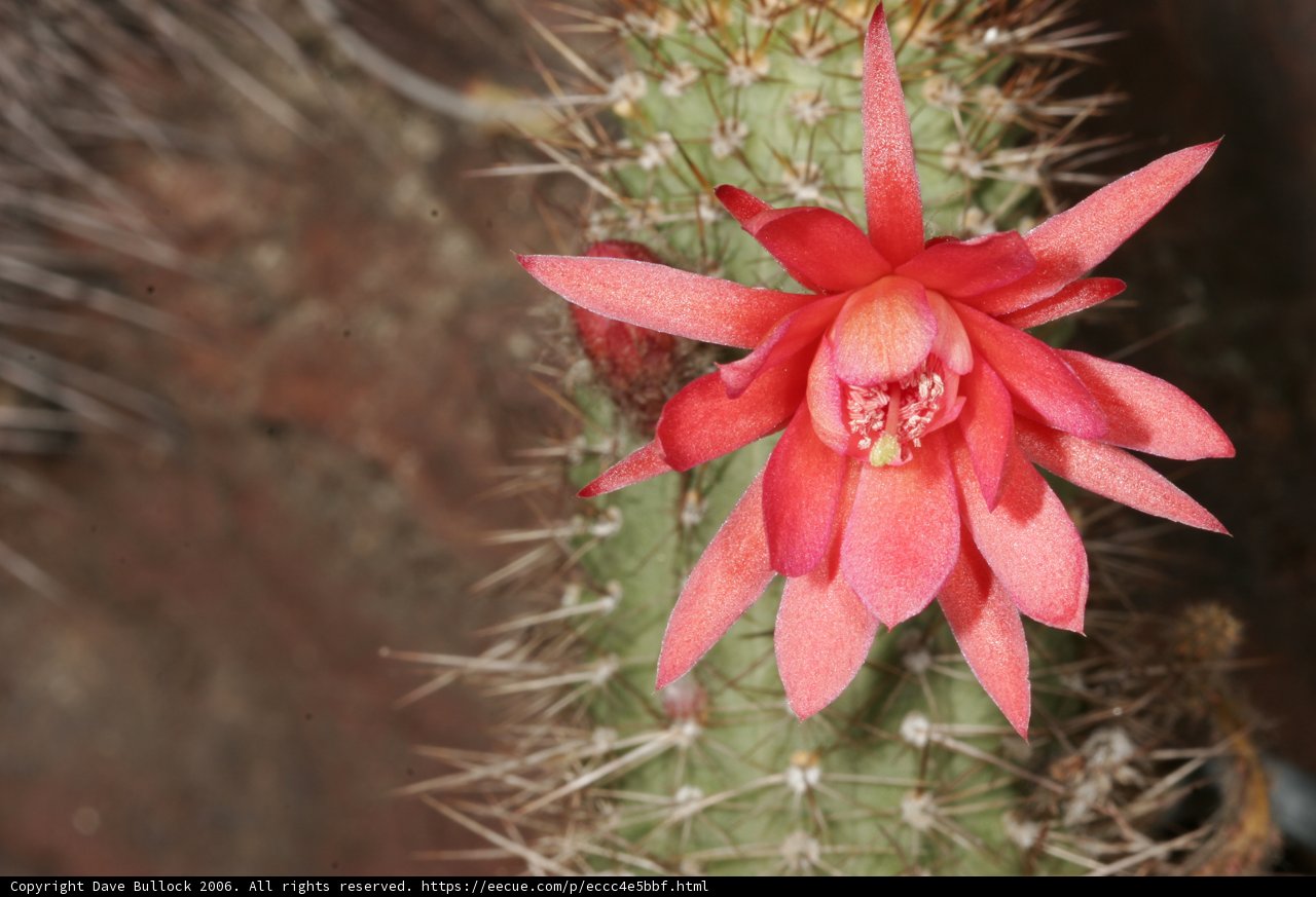 Fiery Cactus Blossom