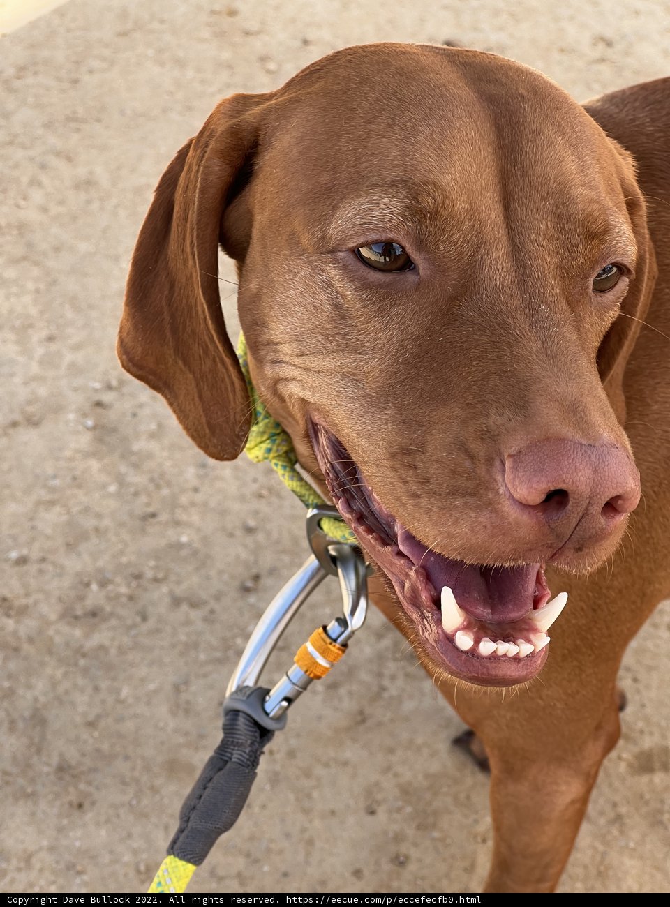 Leashed Canine in Napa