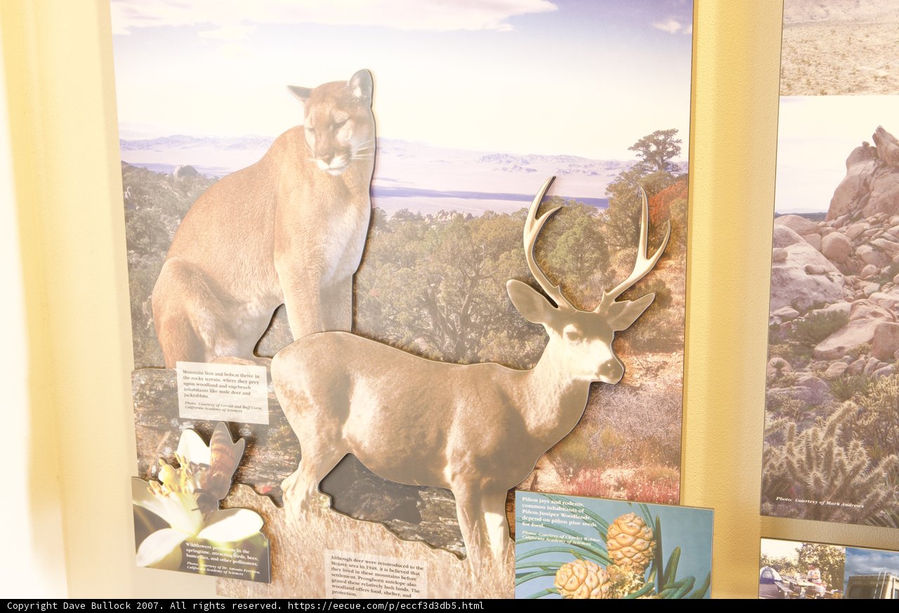 A Display of Wildlife on the Wall