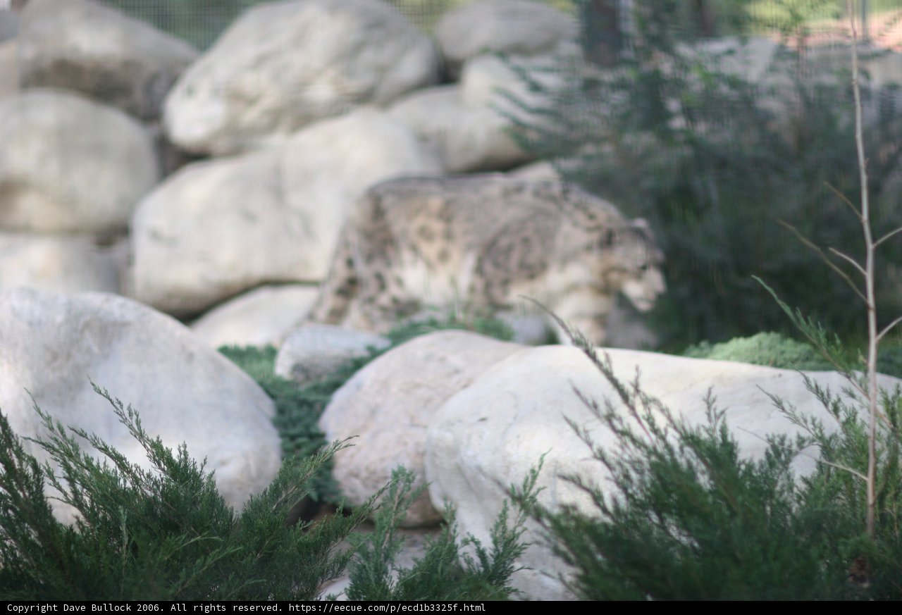 Majestic Snow Leopard in its Natural Habitat