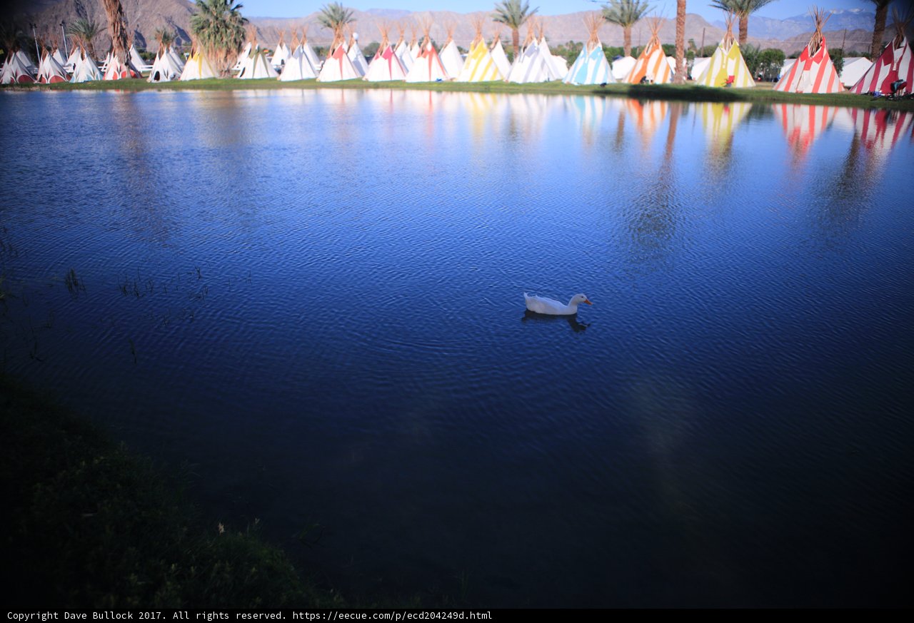Tranquil Duck in a Vibrant Encampment