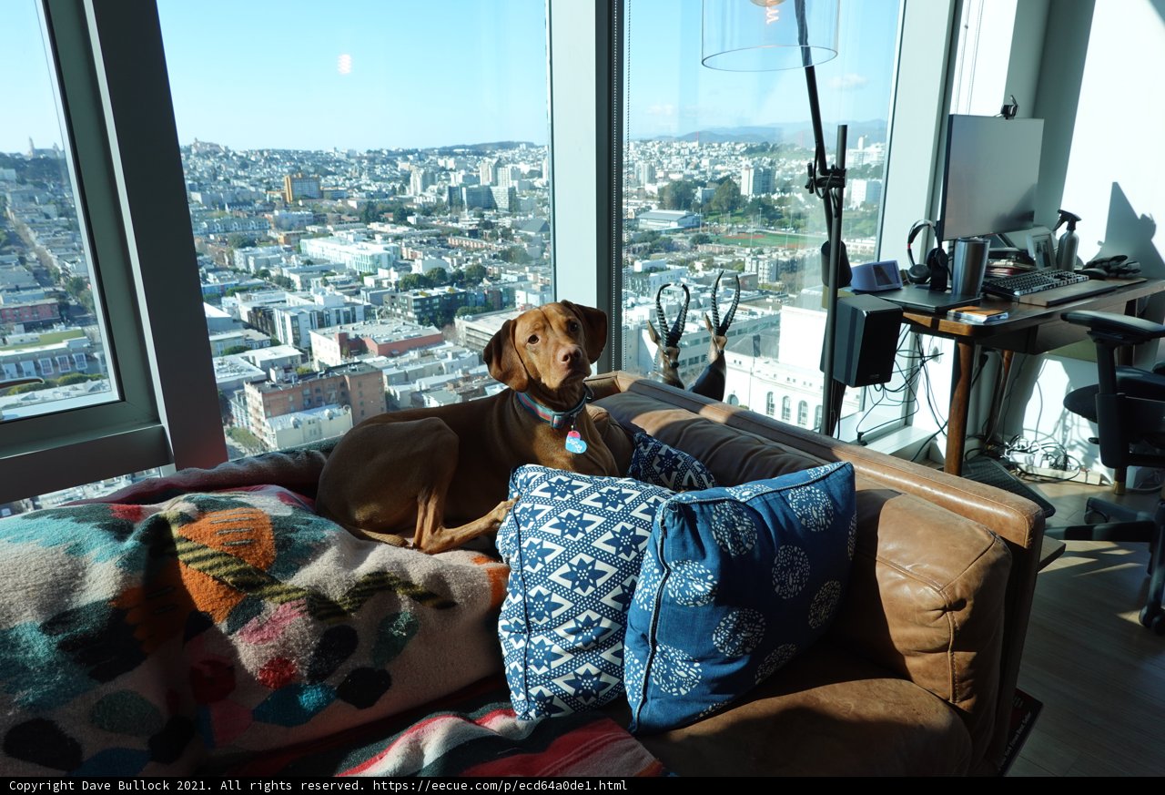 Cozy Canine on the Couch