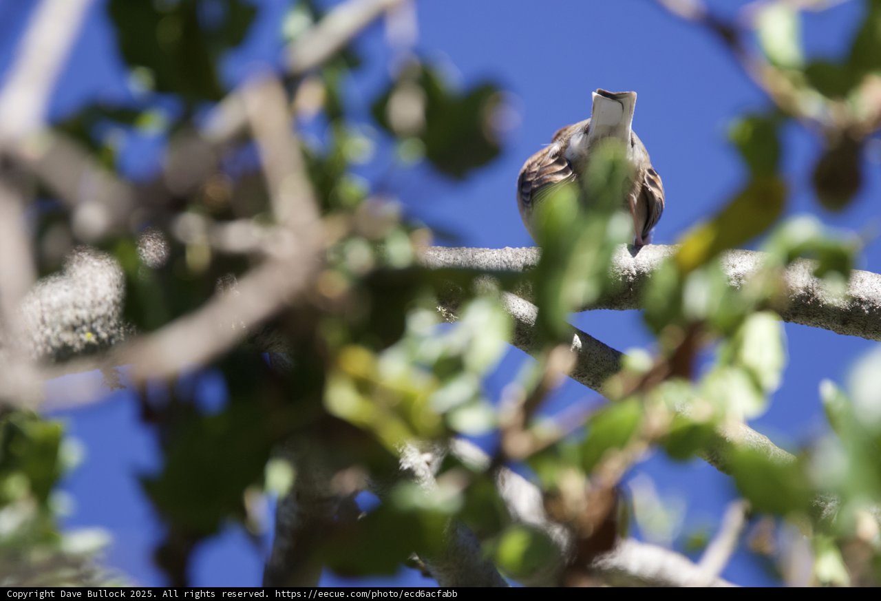 Perched Among the Leaves