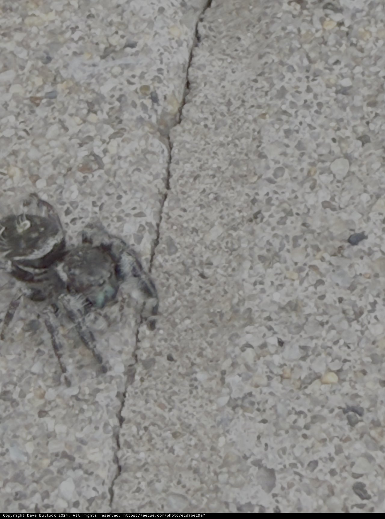 Cracked Concrete Surface with Visible Deterioration
