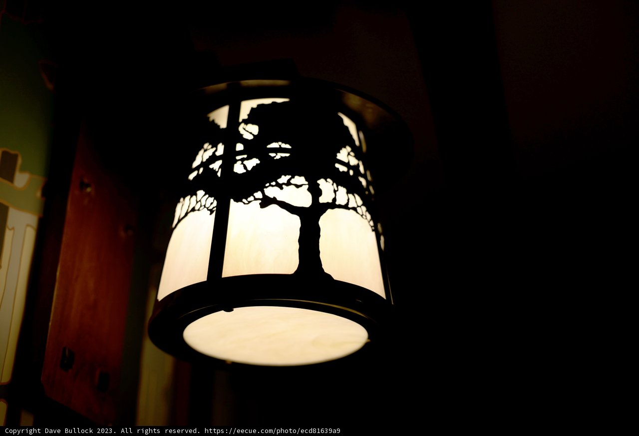 Illuminated Tree Silhouette