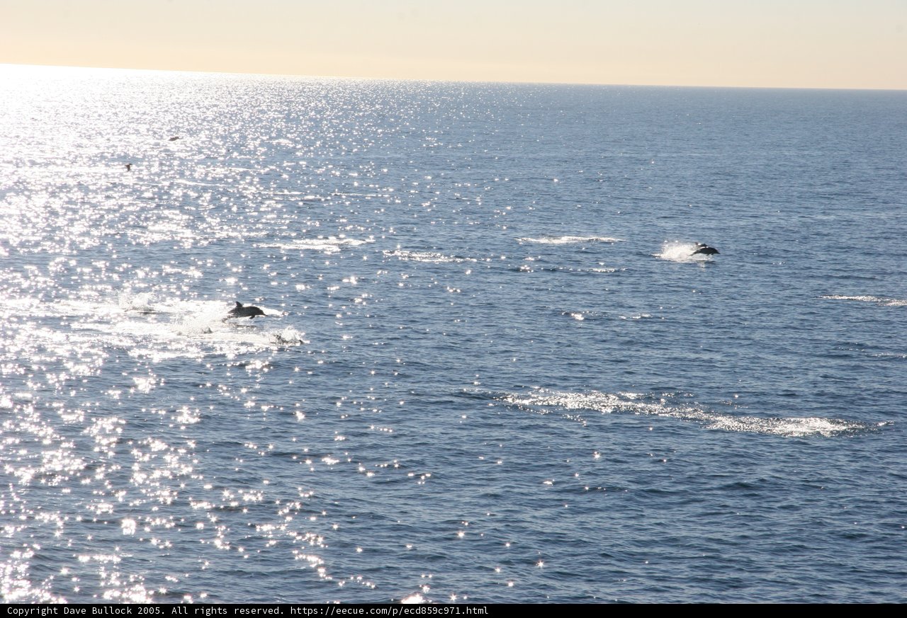 Dancing with Dolphins