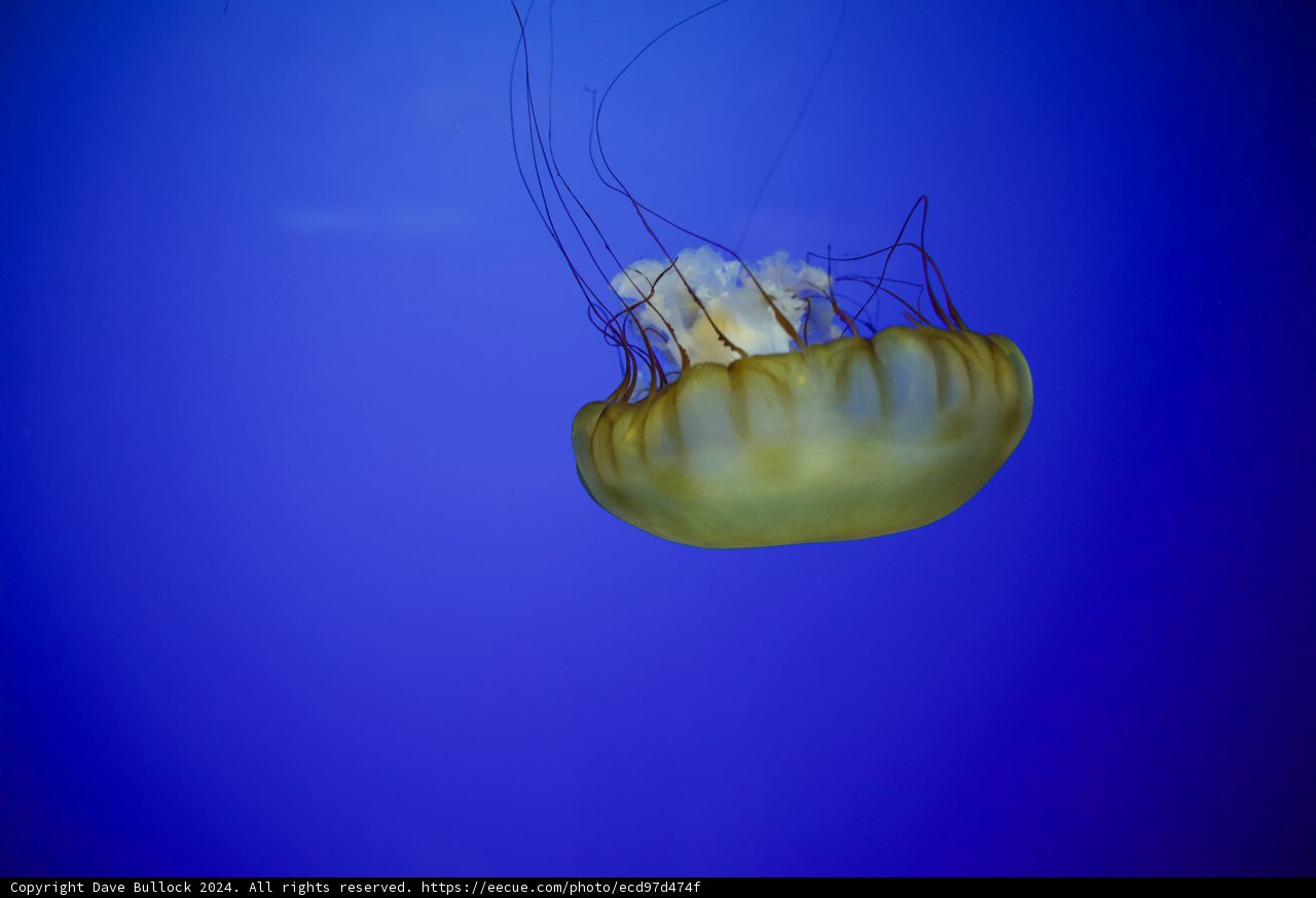 Enigmatic Drifter of the Deep