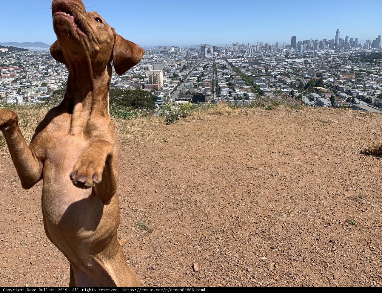 Urban Hound