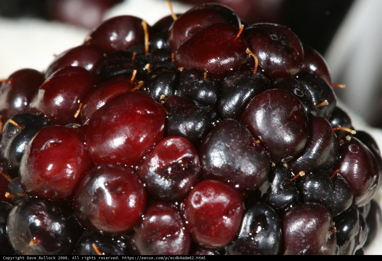 Berrylicious
