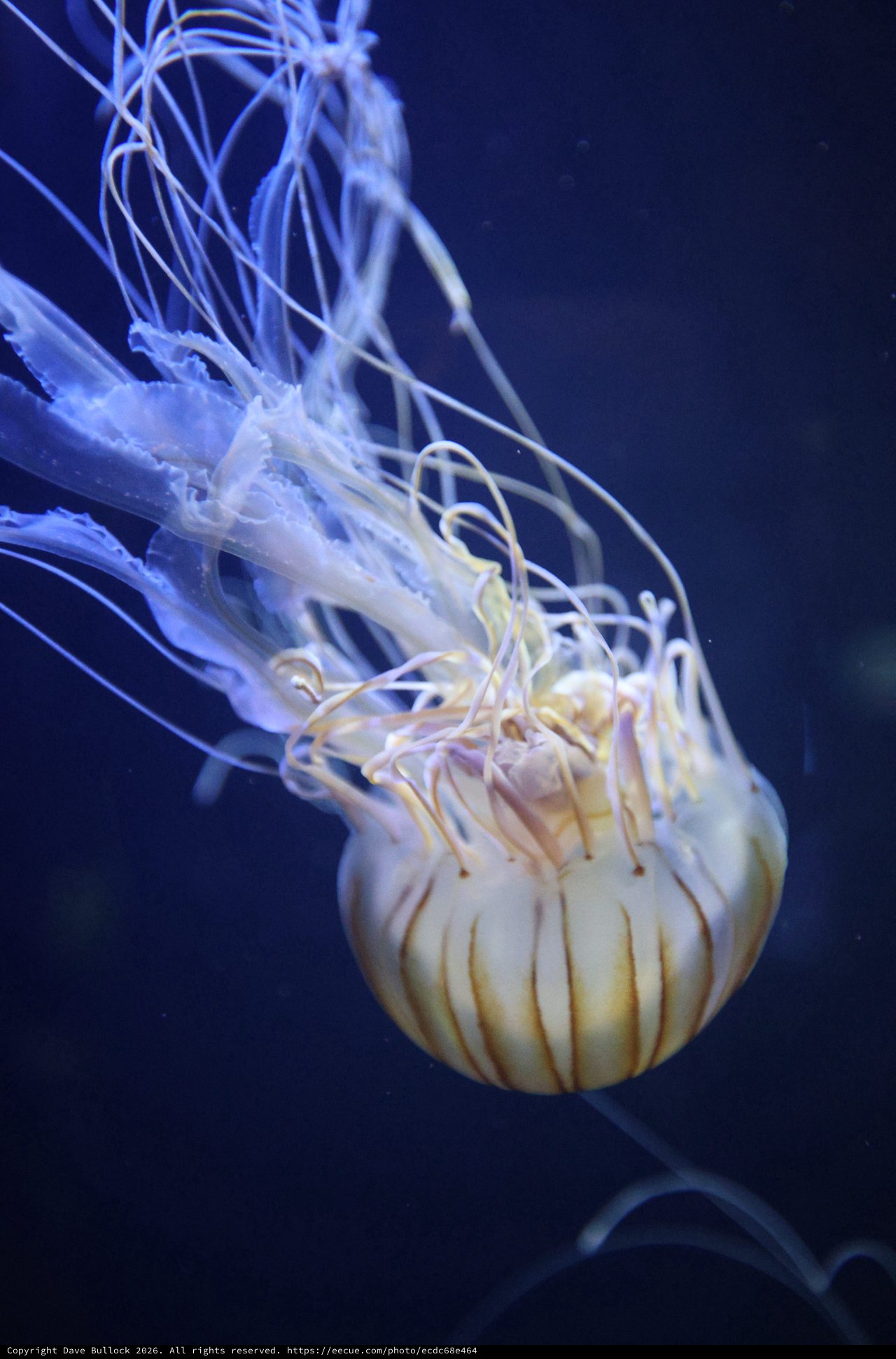 Translucent Jellyfish Floating in Deep Blue Waters