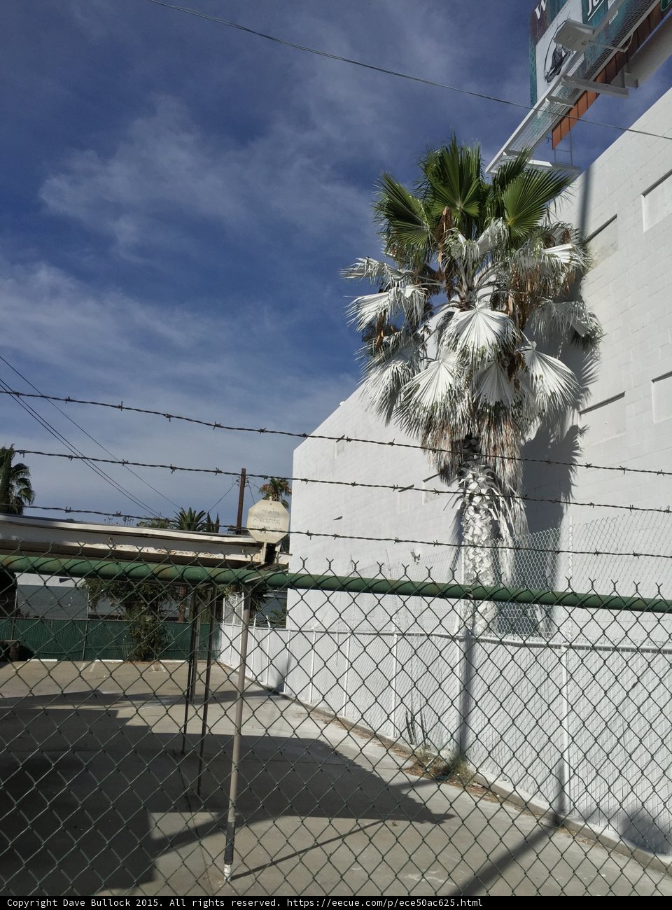 Urban Palm Scene