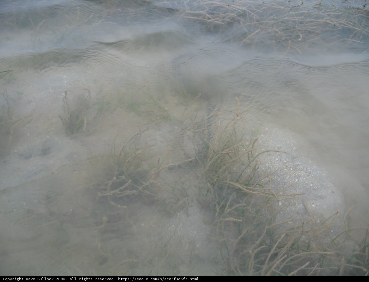 Misty Riverbank
