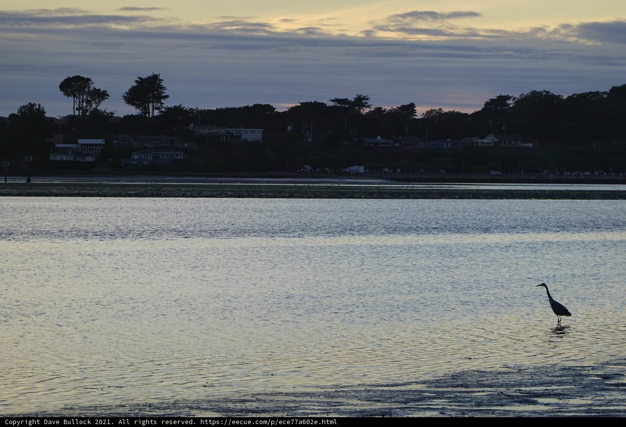 Dusk Delight