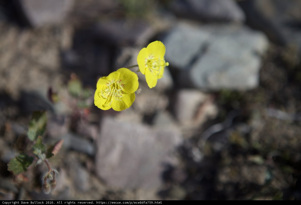 Sunny Blossom Amidst the Rocks