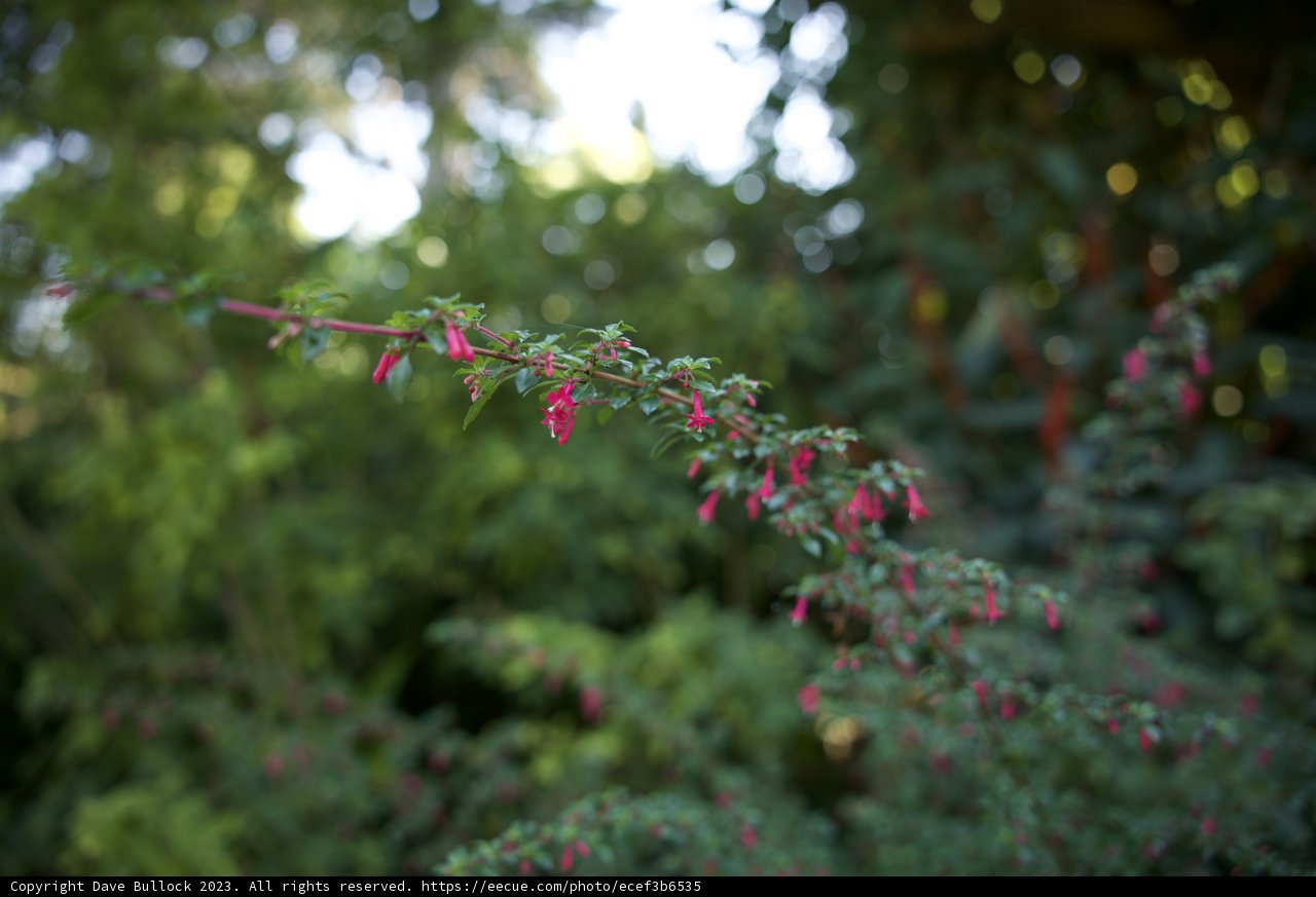 Botanical Serenity at San Francisco