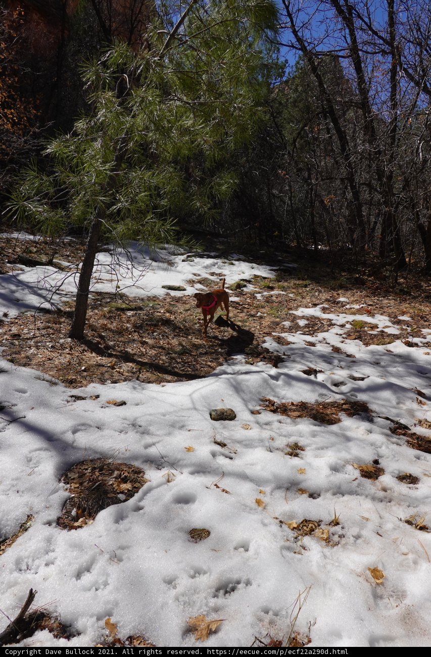 A Canine's Winter Walk