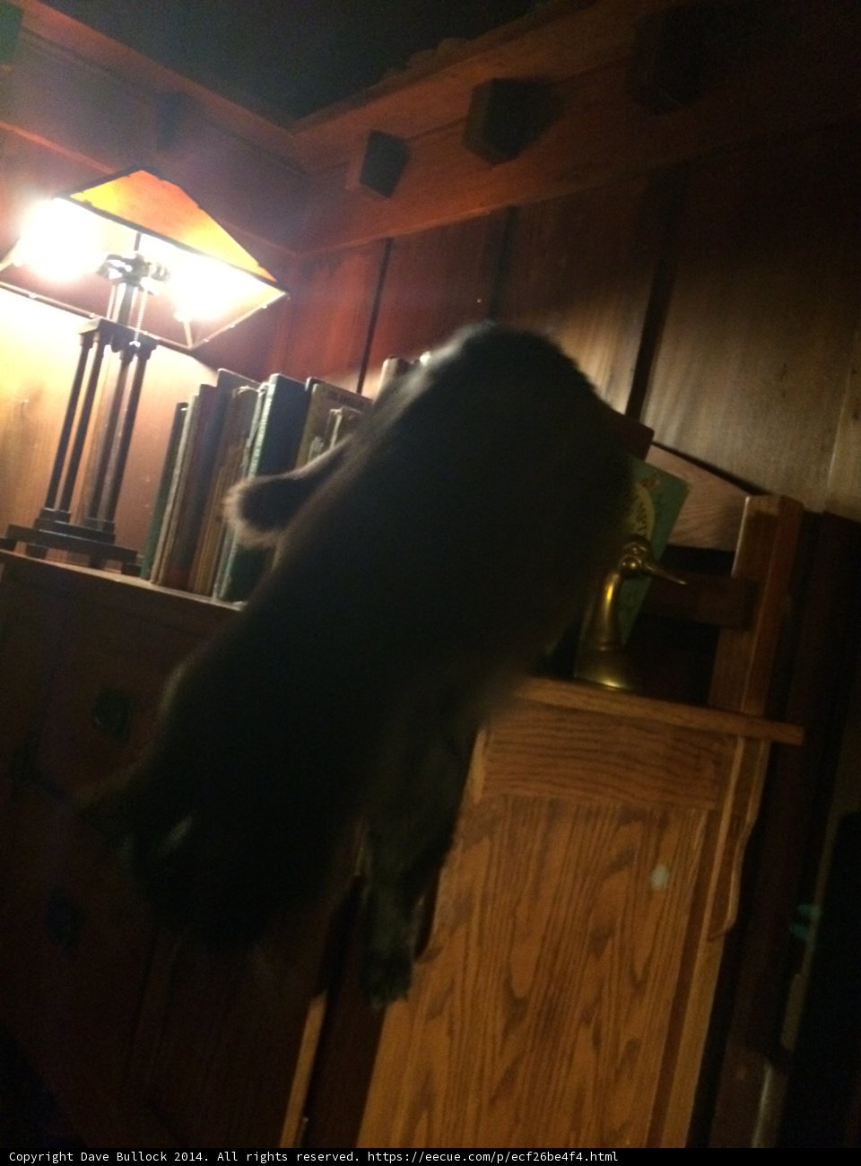 Feline Furniture Frenzy