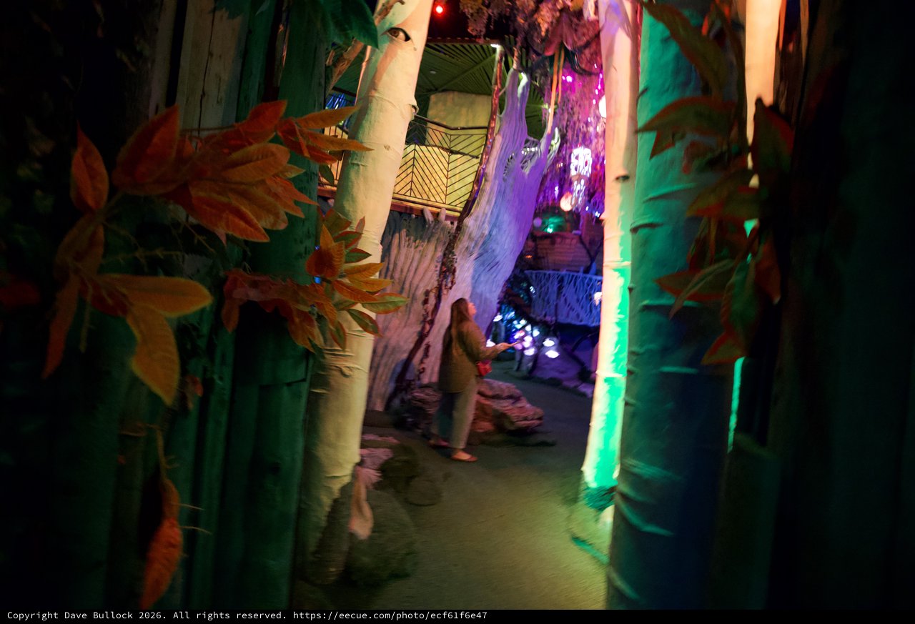 Enchanted Forest Installation with Illuminated Path
