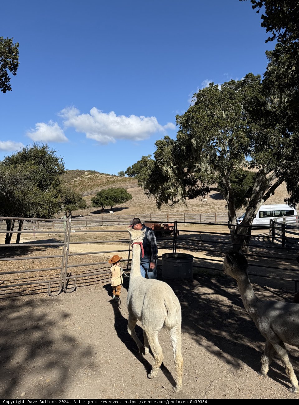 Country Stroll with Llamas