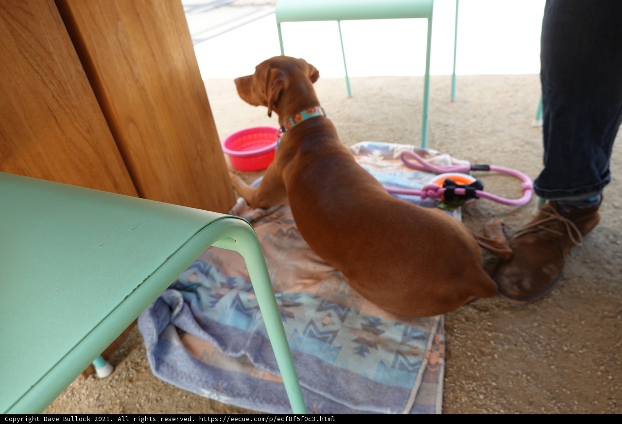 Plywood Pup