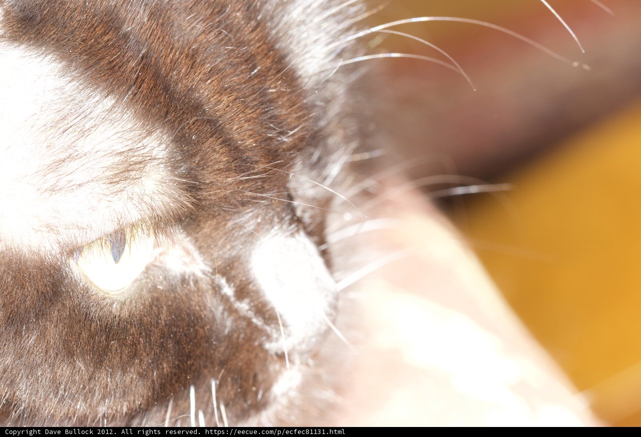 Yellow Eyed Feline Beauty