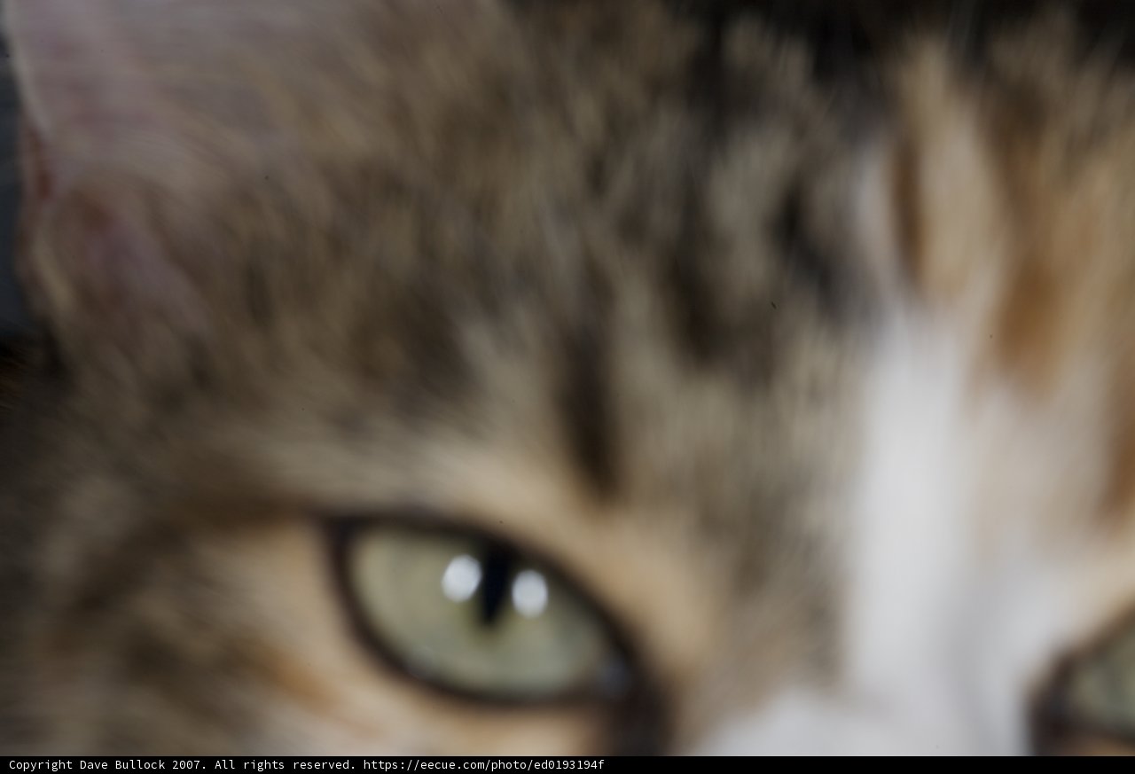 Fuzzy Feline Focus
