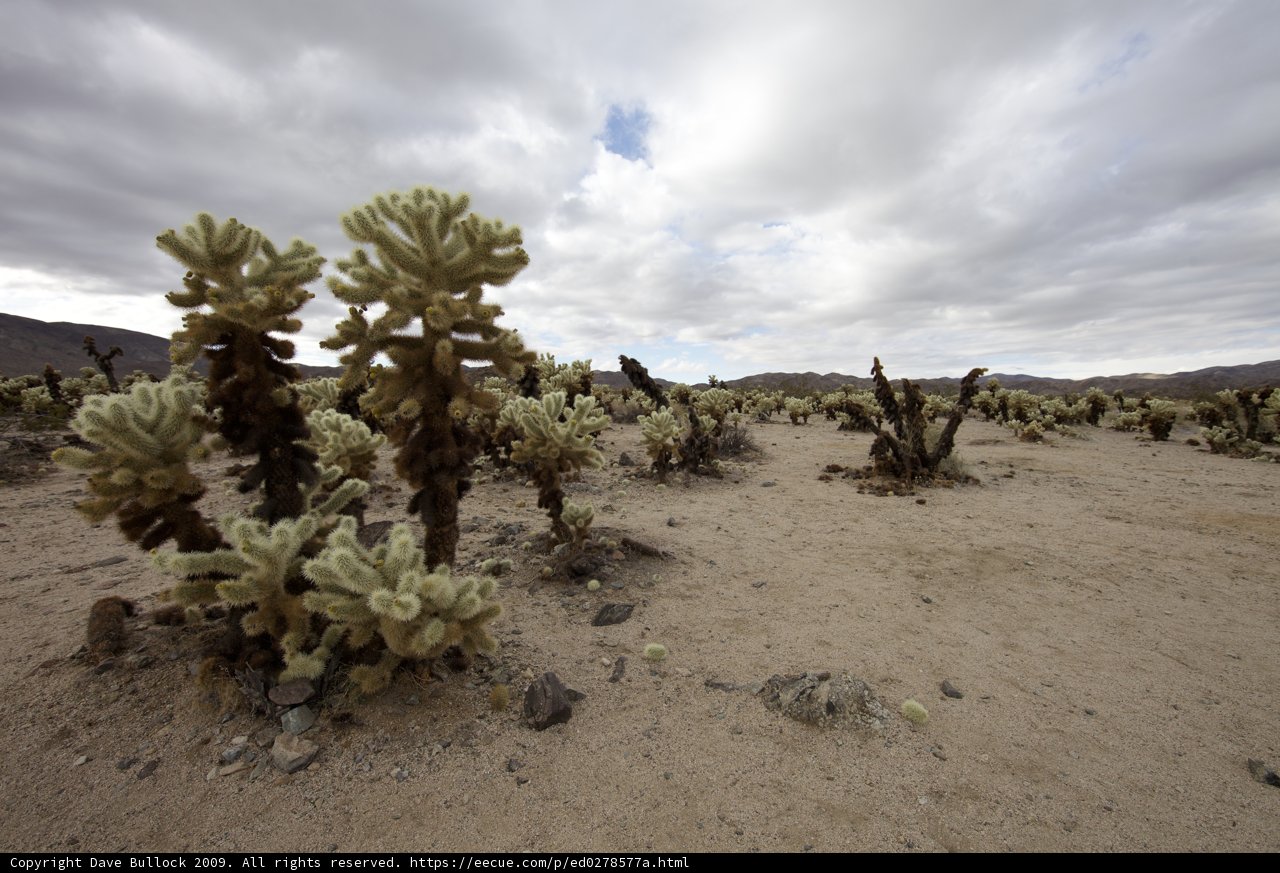 Desert Scenery with Cactus Plants and Rocks