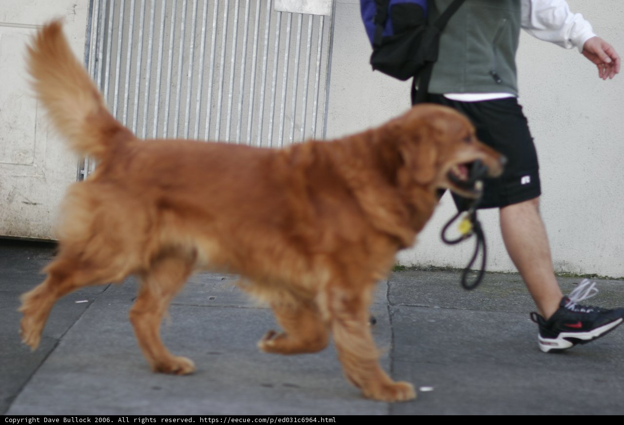 Walking the Canine Companion