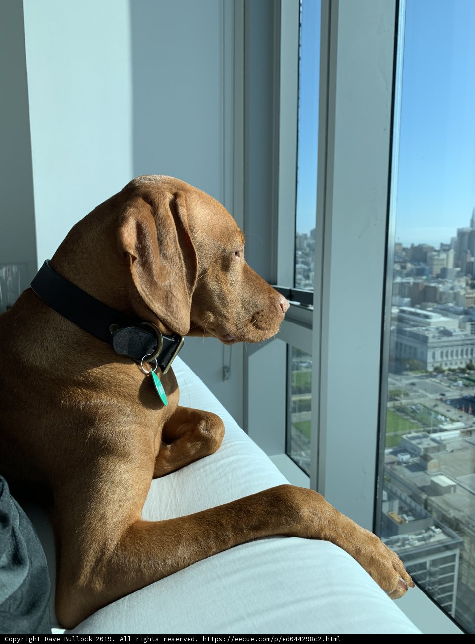 Cozy Canine on the San Francisco Couch