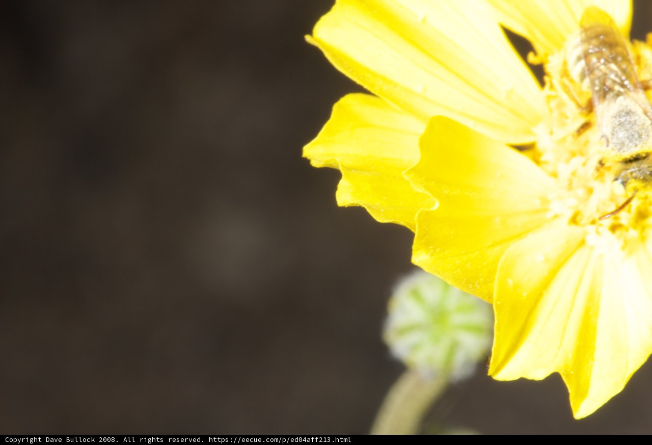 Bee collecting pollen from yellow daisy