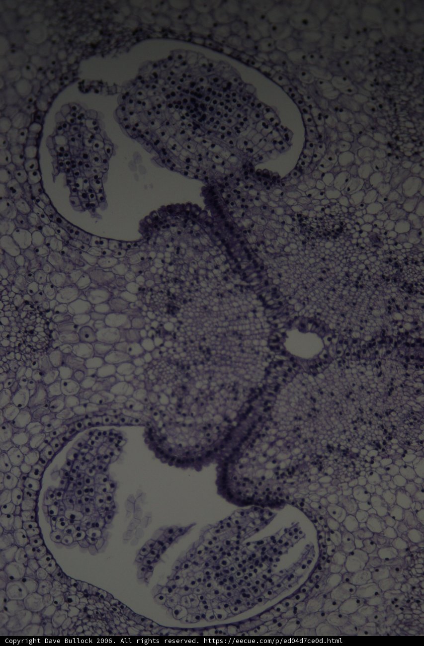 Hole in the Cell