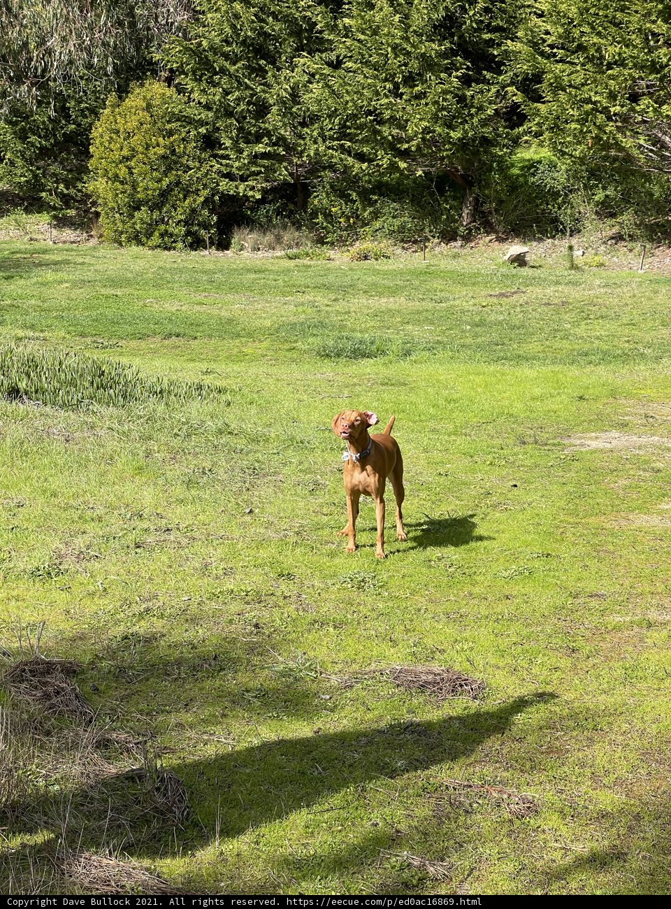 Canine in the Countryside
